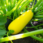 2 Live Zucchini Plants, Summer Squash Plants Live, Vegetable Plant Seedlings for Home Garden, Backyard Garden, Outdoor Planting, 4–6 Inches in Height (Yellow)