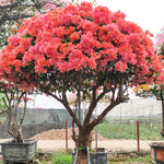 2 Glow Bougainvillea Plants Live, Flowering Bougainvillea Vine for Outdoor Garden or Trellis, 5-9 Inch Tall, Very Hardy