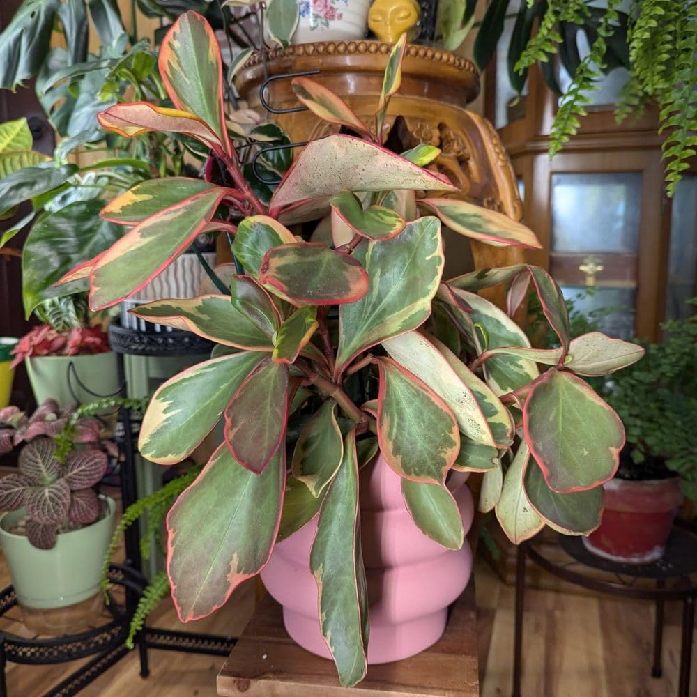 Live Peperomia Rainbow Plant, 4-7 Inches Tall, Red Edge Peperomia Rainbow Plant Live Indoor, Variegated Houseplant to Grow