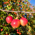 Red Crabapple Plant Live, Apple Tree 6-10'' Tall, Crabapple Bush Live, Crabapples Tree for Outdoor Landscape