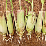 4 Lemongrass Plants Live for Planting, Lemon Grass Live Stalks, Perennial Herb Plants Teady to Grow 10 Inches