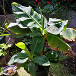 Banana Trees Live Plants from 4 to 6 Inc Long, Tiny Banana Plants Live for Planting Gardening Outdoor Indoor