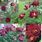 Climbing Rose Live Plant, 6 Months Old Starter, Fragrant Purple Climbing Roses for Planting Outdoor, No Pot (Dark Night)