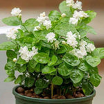 3 Jasmine Flower Plants, Maid of Orleans Arabian Sambac Jasmine Plant Indoor Live from 5 Inc Long, Perennial Tropical Plant