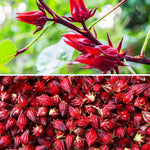 Red Roselle Hibiscus Plants Live in 4" Pot, Sabdariffa Roselle Hibiscus Flowers for Planting, 4-7 Inches Tall