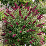 2 Raspberry Butterfly Bush Plants Live, Vibrant Buddleia Plants 4-7 Inches, Colorful Flowering Shrub for Outdoor Garden
