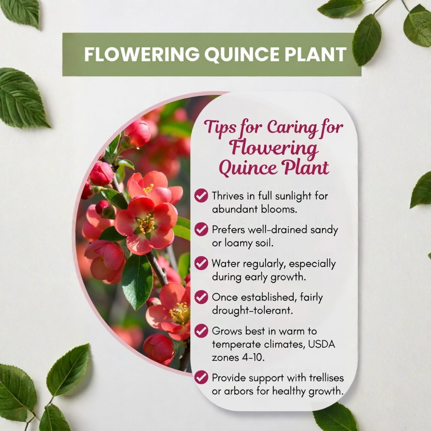 Flowering Quince Plant in 4'' Pot, 3–6 Inch Tall Chaenomeles Shrub, Spring Blooming Outdoor Plant, Easy Grow (Red Quince)