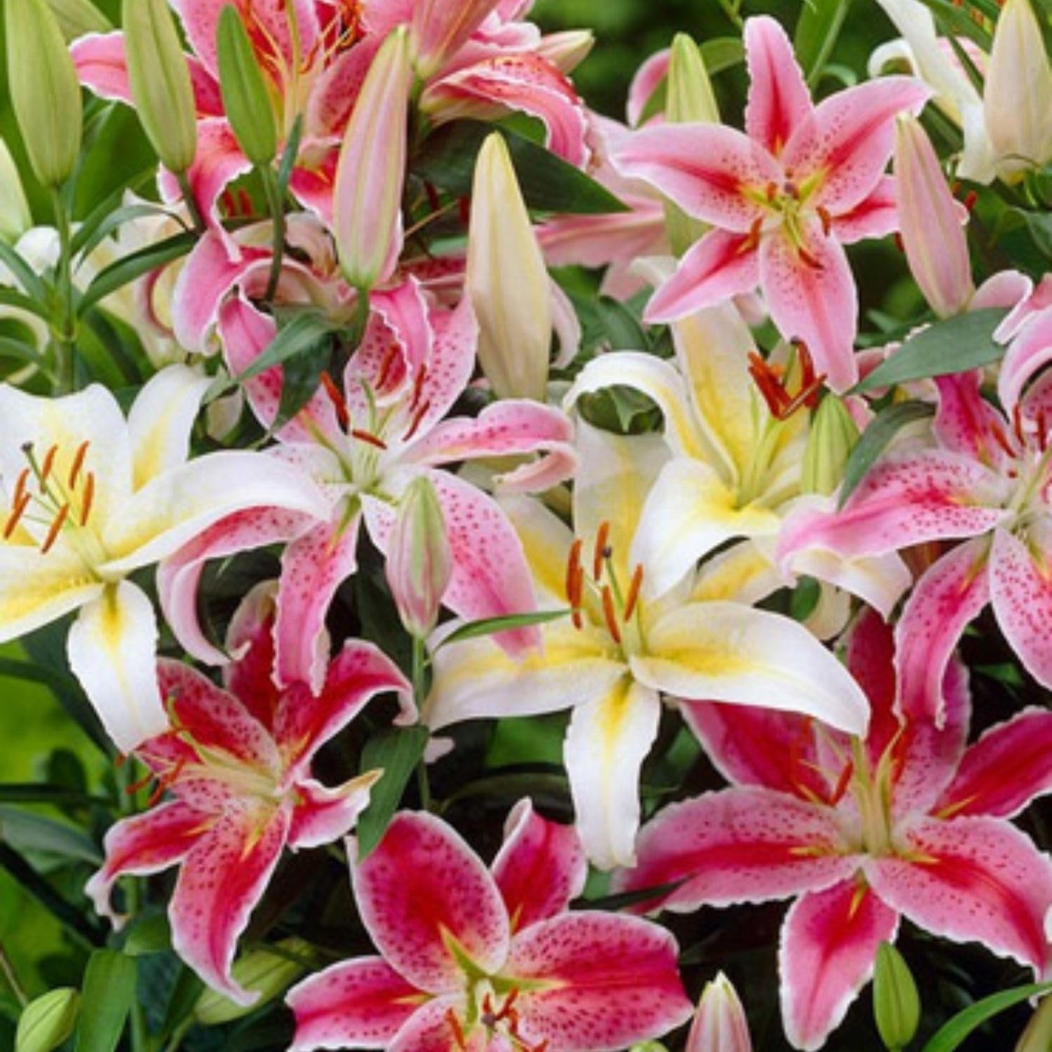 Set 4 Mixed Oriental Lilies Bulbs, Lily Bulbs, Flowering Bulb for Outdoor Garden Beds and Containers