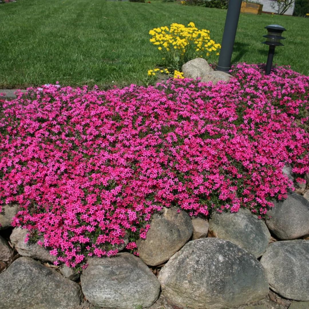 2 Red Creeping Phlox Live Plants, Starter Cherry Phlox Flower Plug Size Planting, Creeping Grow Cover