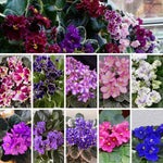 African Violet Live Plant in 4" Pot, Random African Violets Plants Houseplant Well-Rooted, Indoor Outdoor Blooming, Holiday Flower Bush