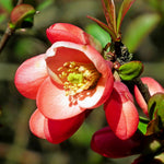 Flowering Quince Plant in 4'' Pot, 3–6 Inch Tall Chaenomeles Shrub, Spring Blooming Outdoor Plant, Easy Grow (Red Quince)
