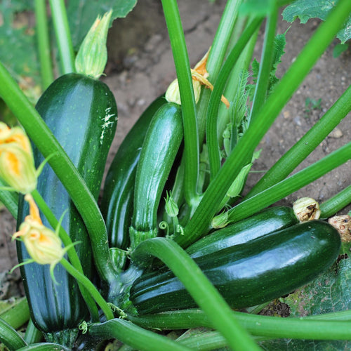 2 Live Zucchini Plants, Summer Squash Plants Live, Vegetable Plant Seedlings for Home Garden, Backyard Garden, Outdoor Planting, 4–6 Inches in Height (Green)