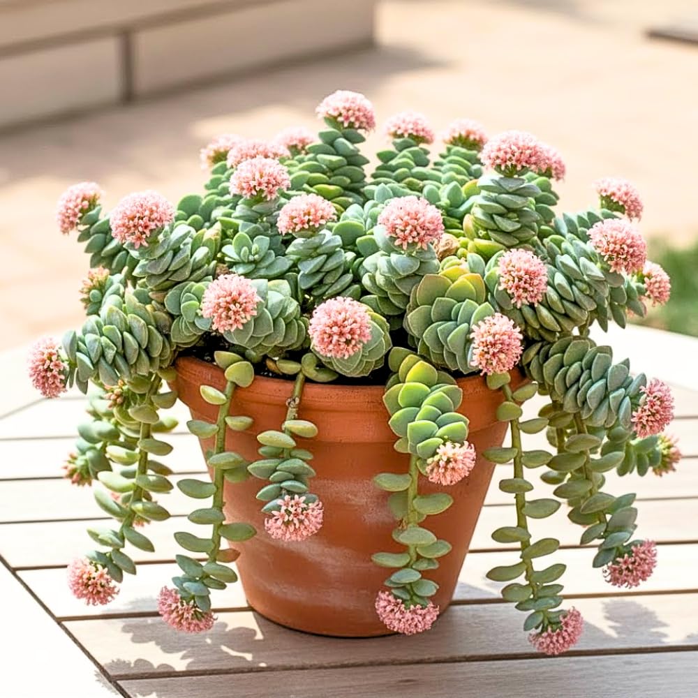 Crassula Plant Live, Crassula Succulent Plant, Pink Flower, Trailing Plants for Indoor Planting