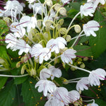 2 Clerodendrum Live Plants, Clerodendrum Assorted Blooms, 5-9 Inc Tall (White)
