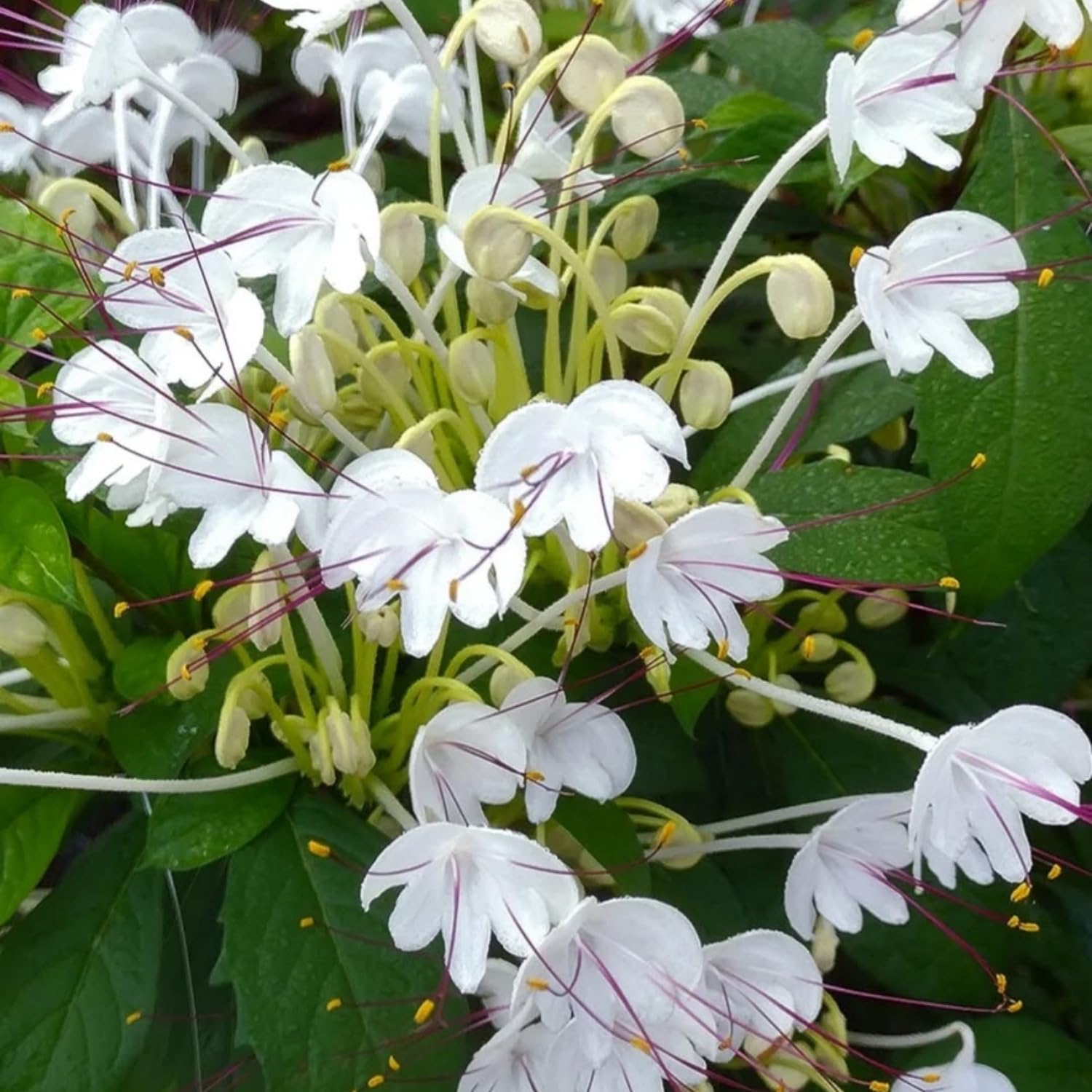 Clerodendrum Plants Live Well-Rooted for Outdoor Planting, Clerodendrum Tropical Live Plant, 5"-9" in Tall (Musical Note Clerodendrum)