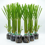 Set 8 of Lemongrass Plants Live, Lemongrass Live Plants for Planting Garden Herbs Stalks from 4 to 7 Inc in Height