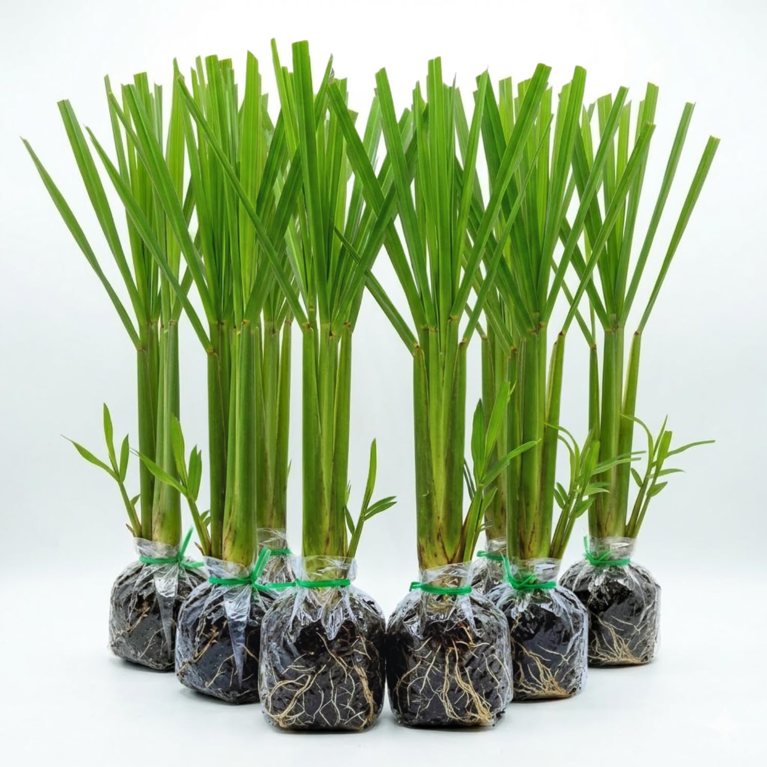 Set 8 of Lemongrass Plants Live, Lemongrass Live Plants for Planting Garden Herbs Stalks from 4 to 7 Inc in Height