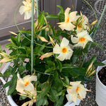 Mandevilla Plant Live, 4 to 7 Inc Tall Seedling, Apricot Mandevilla Vine Plants, Perennial Flower Mandevilla Starter Plant Outdoor Garden
