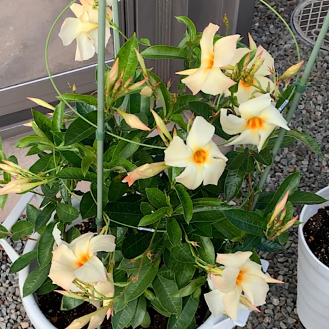 Mandevilla Plant Live, 4 to 7 Inc Tall Seedling, Apricot Mandevilla Vine Plants, Perennial Flower Mandevilla Starter Plant Outdoor Garden