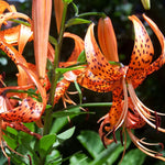 3 Large Tiger Lily Bulbs, 4-6 Inch, Orange Tiger Lilies Bulbs, Flowering Bulb for Outdoor Garden Beds and Containers