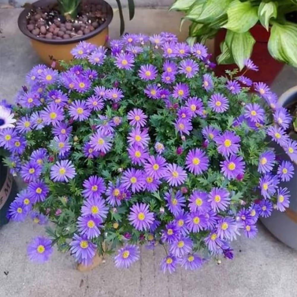 3 Asters Perennial Live Plants, Purple Aster Plants Live for Growing Outdoors Indoors, 4 to 6 Inc Tall Seedling