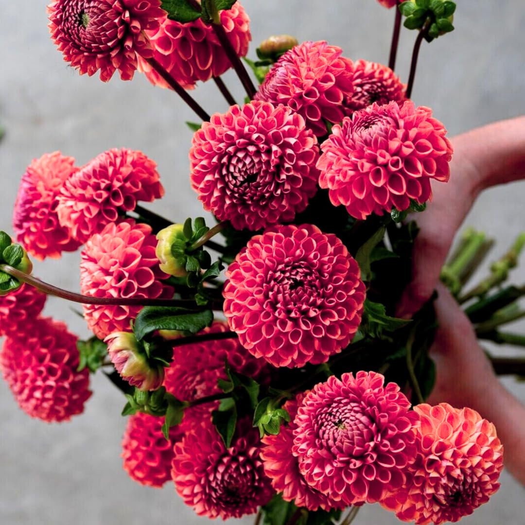 2 Dahlia Bulbs for Spring Planting, Dahlia Bulbs for Planting Indoor and Outdoor (Red)