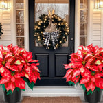 2 Poinsettia Plants Live, Variegated Poinsettia Flowers Christmas Decorations, Holiday Houseplant, Poinsettias Trees Plants, No Pot, 5-9" Tall