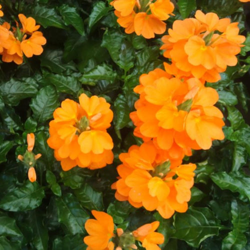 2 Orange Crossandra Plants Live, Starter Plants, Crossandra Flowers Live Plants