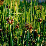 6 Walking Onions Plants for Planting, Egyptian Walking Onion Allium, 4-6 Inches Well Rooted, Ready to Plant Outdoor