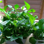 Live Pothos Plant, Pothos Live Plant from 5 to 7 Inc Tall, Houseplant Plant Gardening, 4 Inc Pot (Green)