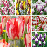 25 Tulip Bulbs for Planting, Easy-Grow Spring Flowers, Assorted Perennial Tulip Bulbs, Bulb Size 11/12 cm, Gardens, Containers, Flowerbeds Planting (Mix Tulip)