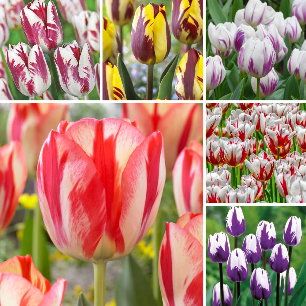 25 Tulip Bulbs for Planting, Easy-Grow Spring Flowers, Assorted Perennial Tulip Bulbs, Bulb Size 11/12 cm, Gardens, Containers, Flowerbeds Planting (Mix Tulip)
