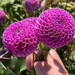 2 Dahlia Bulbs for Spring Planting, Dahlia Bulbs for Planting Indoor and Outdoor (Dark Pink)