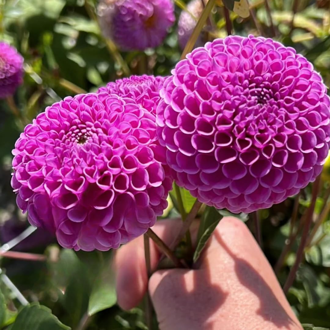 2 Dahlia Bulbs for Spring Planting, Dahlia Bulbs for Planting Indoor and Outdoor (Dark Pink)