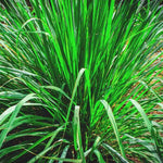 2 Grass Ornamental Grasses Seedlings, Live Grass Perennial Hardy Ornamental Plants, Outdoor Planting, 5-9" Tall (Lemon Grass)