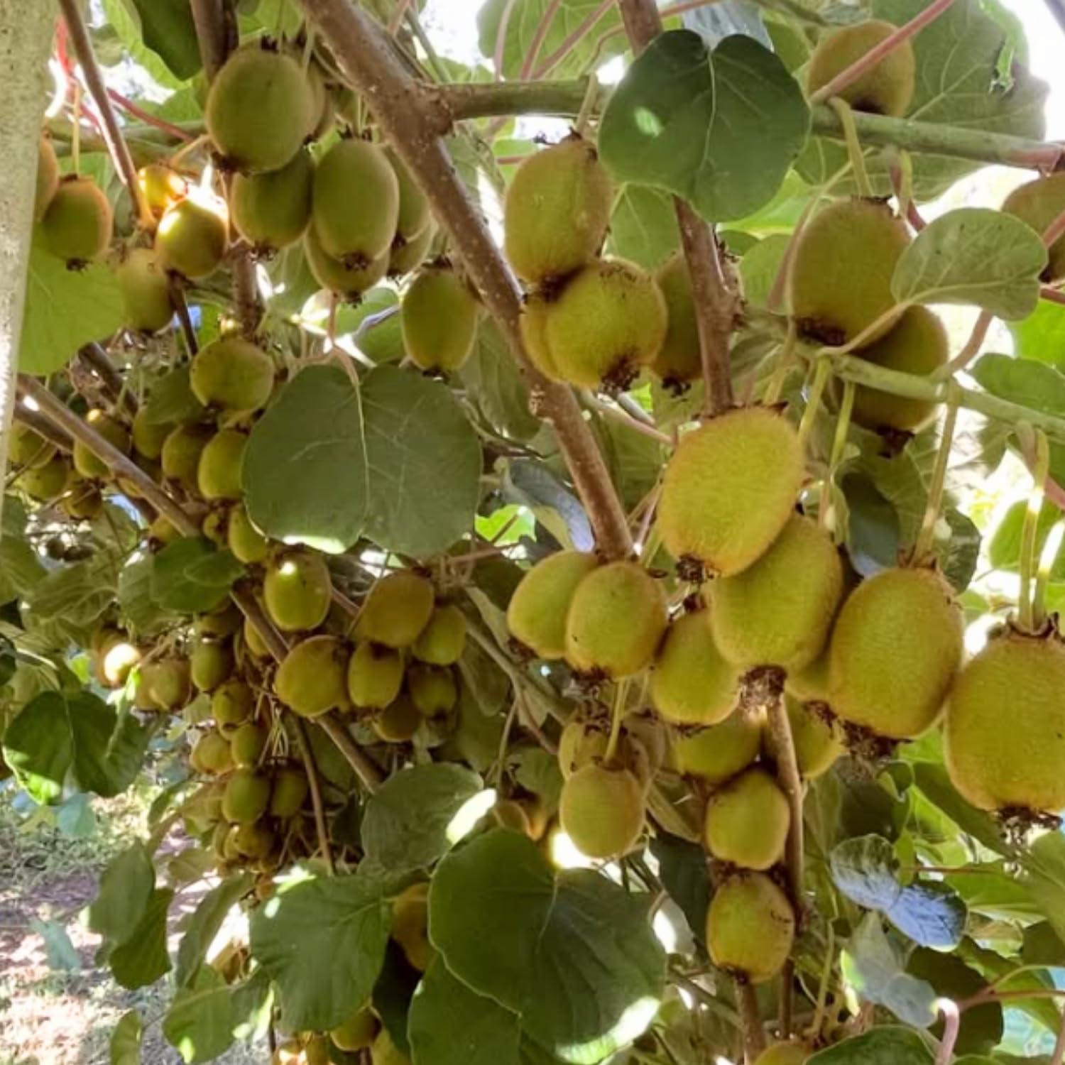 Hardy Kiwi Plants Live, Sweet Berry Vines Well-Rooted 6-8 Inches, Fruit Trees Vines for Garden or Trellis