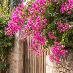 Set 2 Deep Pink Bougainvillea Live Plants 4-7 Inches Tall, Vibrant Bumgainvillea Flowering Vines for Garden, Patio Containers and Indoor Growing