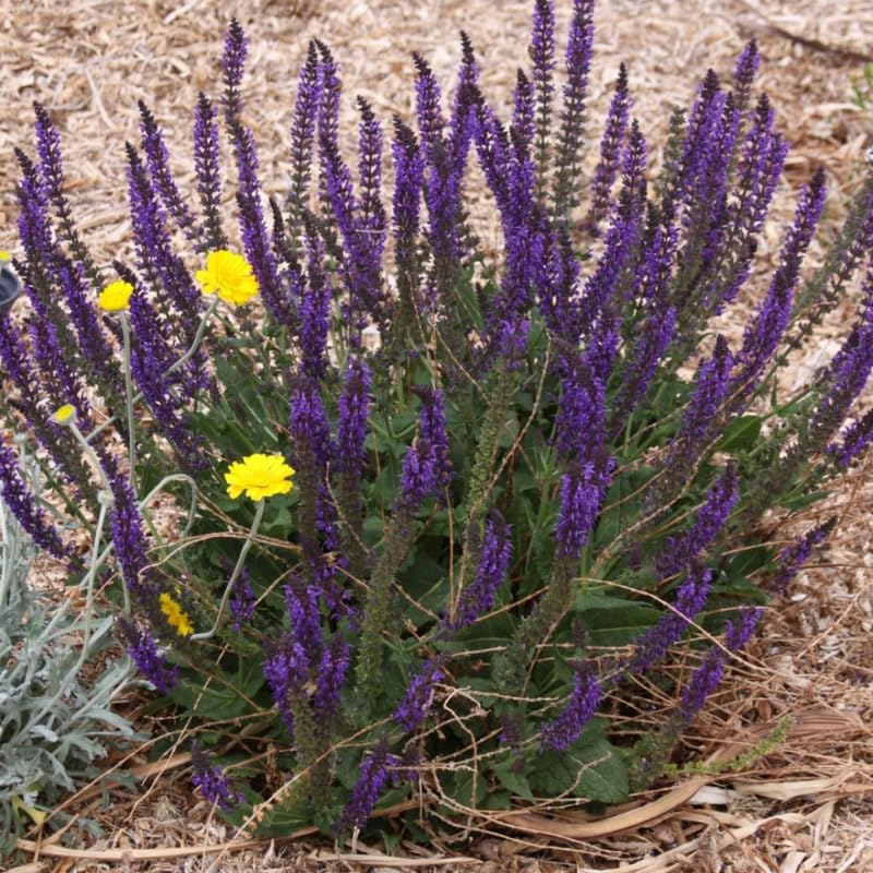 4 Fragrant Sage Salvia Live Plants, Planting in Spring Sage Plants Live, 5 to 10 Inches in Tall, Change Color (Purple-Blue)