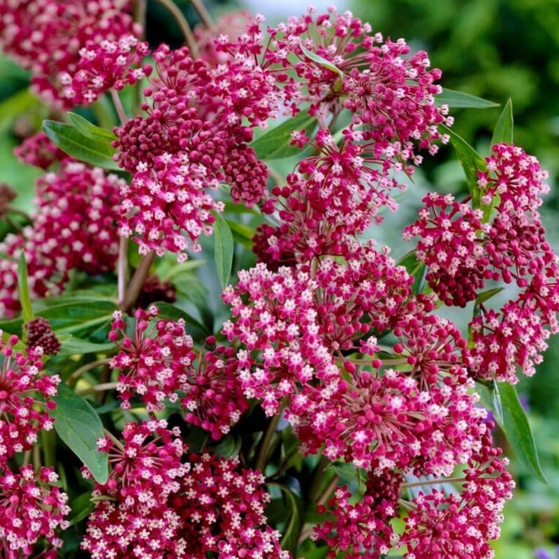 4 Milkweed Plants Live, Pink Butterfly Milkweed Asclepias Tuberosa Perennial Wildflowers Swamp Common Bush, 5-9" in Tall, No Pot