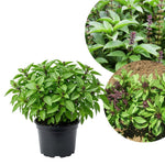 Basil Plants Live, 15 Green Basil Live Plant for Gardening Outdoor Indoor, 4 to 6'' Tall