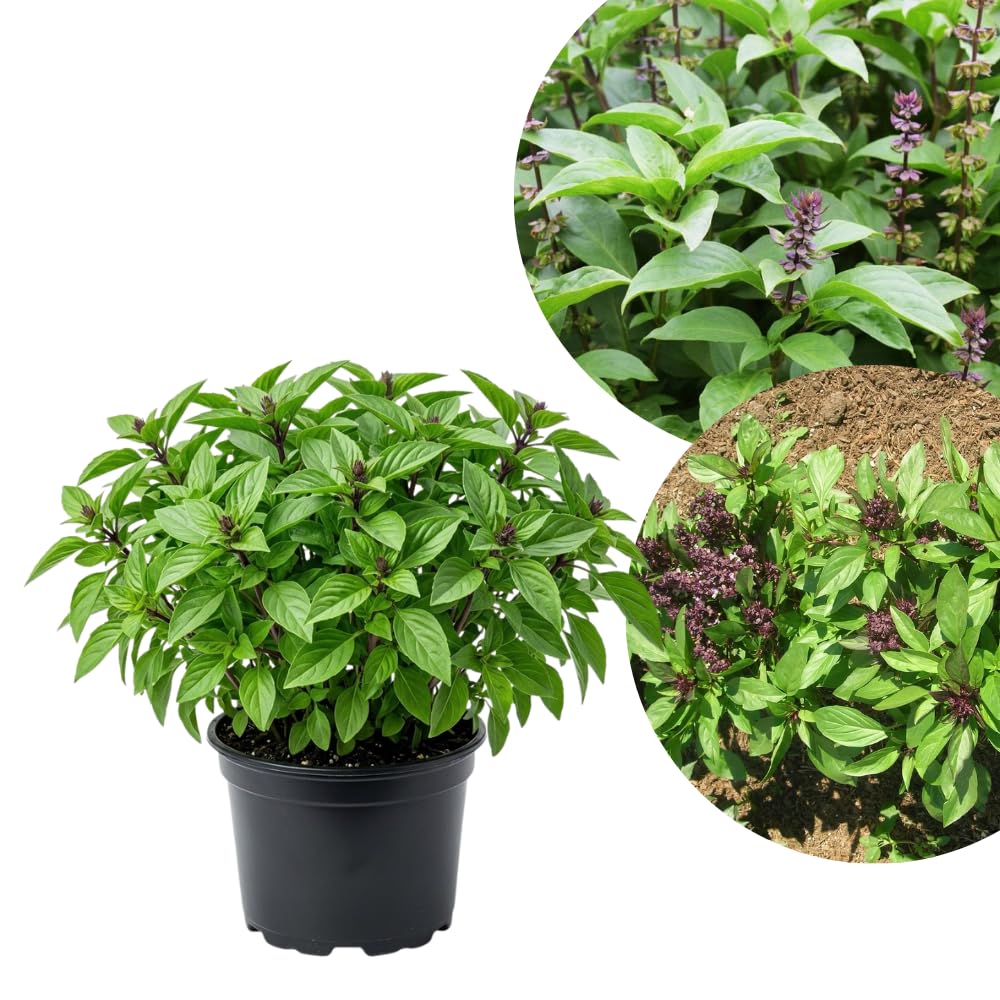Basil Plants Live, 15 Green Basil Live Plant for Gardening Outdoor Indoor, 4 to 6'' Tall