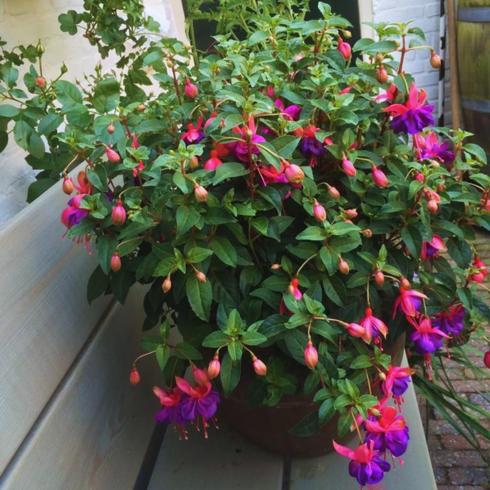 Fuchsia Plants Live, Purple Pink Fuchsia Live Plants, 4 Plants from 3 Inc Tall, Fuchsia Plant, No Potted, Well Rooted