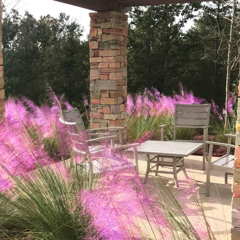 Pack 2 Grass Plants Live for Growing, Ornamental Grasses Live Plants Perennial 5-9 Inch Tall (Pink Muhly Grass Plants)