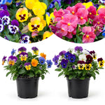 Pack 2 Pots Pansy Plants, Colorful Pansies in 4 Inch Pots, 3-6" Tall Annual Flowering Plants, Live Pansy Flower Plant for Gardening