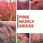 Set 2 Grass Plants Live for Planting, 5-9 Inch Tall, Ornamental Grasses Live Plants Perennial Grass, Well-Rooted (Ruby Muhly Grass)