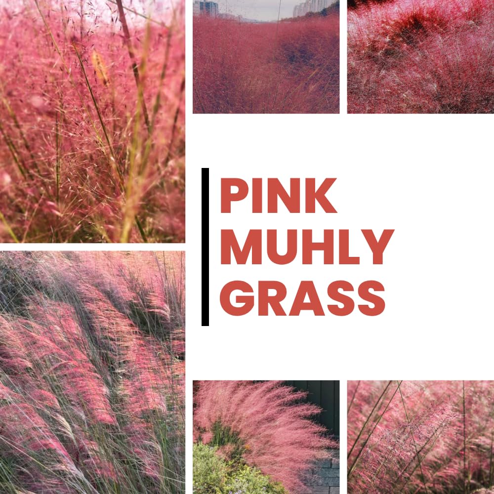 Set 2 Grass Plants Live for Planting, 5-9 Inch Tall, Ornamental Grasses Live Plants Perennial Grass, Well-Rooted (Ruby Muhly Grass)