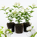 3 Jasmine Flower Plants, Maid of Orleans Arabian Sambac Jasmine Plant Indoor Live from 5 Inc Long, Perennial Tropical Plant