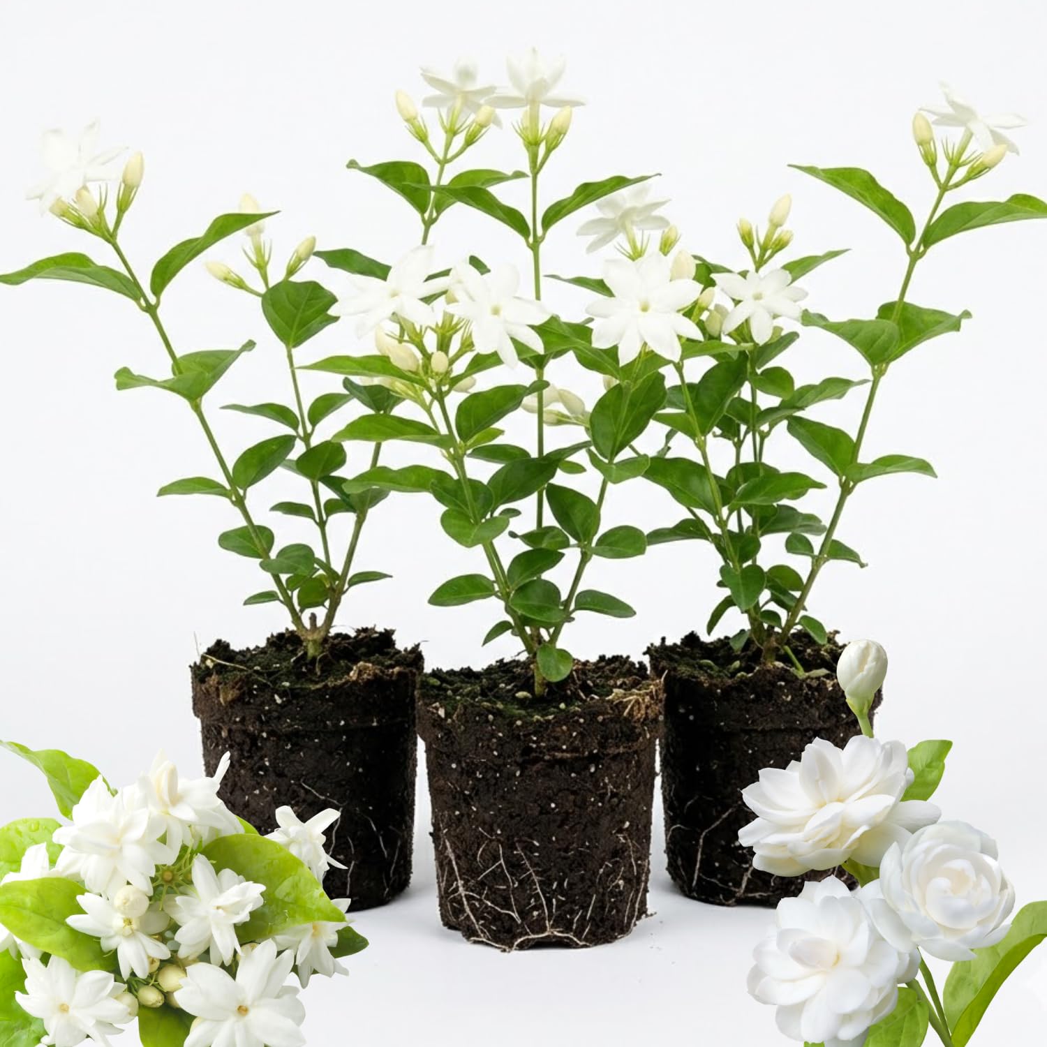 3 Jasmine Flower Plants, Maid of Orleans Arabian Sambac Jasmine Plant Indoor Live from 5 Inc Long, Perennial Tropical Plant