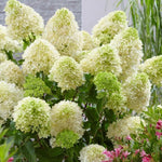 Hydrangea Bush Tree Plants Live, 5-9" Tall, No Pot, Dormant in Winter, Change Color Perennial Planting Indoor Outdoor, Long Lasting Blooms Flower (Pinky and White)