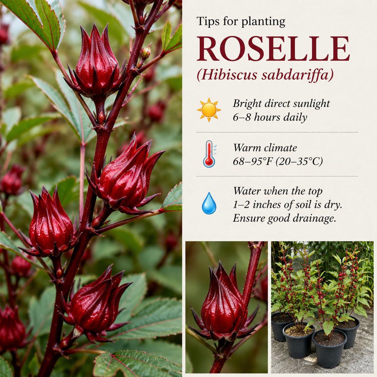 Red Roselle Live Plant 8-12'' Tall, Red Sorrel Jamaica Hibiscus Plant in Half Gallon Pot, Hibiscus Sabdariffa Plants for Planting
